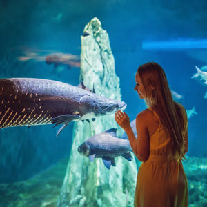 Dubai Aquarium & Underwater Zoo with Penguin Cove General Admission
