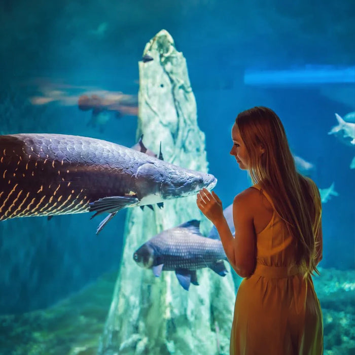 Dubai Aquarium & Underwater Zoo with Penguin Cove General Admission