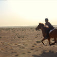 Al Maha Desert Resort - Arabian Horseback Riding Experience in the Dubai Desert