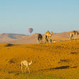 Hot Air Balloon Flight Over Ras Al Khaimah Desert with Breakfast |  at Wondergifts