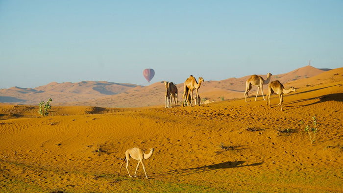 Kids Sunrise Hot Air Balloon Adventure Over Ras Al Khaimah