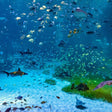 Marine Adventure Tickets for Two at National Aquarium Abu Dhabi |  at Wondergifts