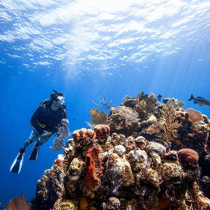 Discovery Scuba Dive Adventure for One in Palm Jumeirah