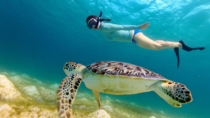 Snorkeling, Turtle Encounter & BBQ in Fujairah |  at Wondergifts