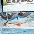 Dolphin & Seal Show General Admission Tickets for 1 Child |  at Wondergifts