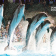 General Admission to Dolphin and Seal Show for Two |  at Wondergifts