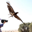 Private Desert Safari & Falconry Experience with Breakfast |  at Wondergifts