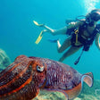 Underwater Adventure! Snorkeling Trip in Fujairah |  at Wondergifts