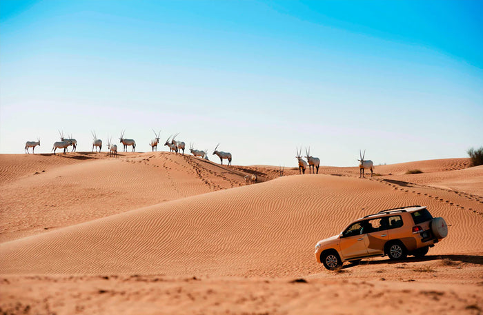 Al Maha Desert Resort - Luxury Desert Adventure with Camel Trek, Wildlife Drive & Sunset Sundowner