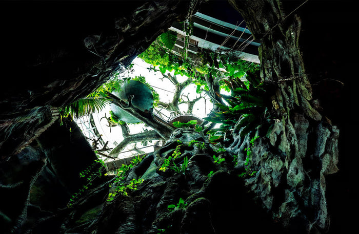 Immersive The Green Planet Day Pass Experience