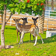 Tranquil One-Night Stay in a Triangle Room with Breakfast for Two at Nirvana Retreat