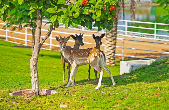 Tranquil One-Night Stay in a Triangle Room with Breakfast for Two at Nirvana Retreat