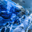 Dubai Aquarium & Underwater Zoo with Penguin Cove General Admission