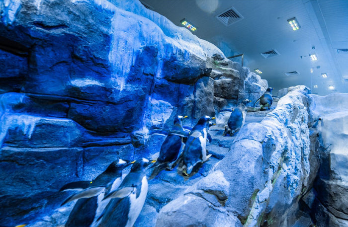 Dubai Aquarium & Underwater Zoo with Penguin Cove General Admission