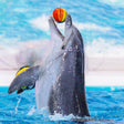 Dolphin & Seal Show for Family of Four at Dubai Dolphinarium |  at Wondergifts