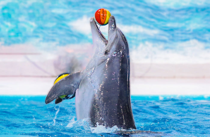 Dolphin & Seal Show for Family of Four at Dubai Dolphinarium |  at Wondergifts