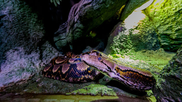 Marine Adventure Tickets for Two at National Aquarium Abu Dhabi |  at Wondergifts