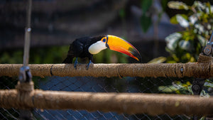 Kids' Day Pass Adventure at The Green Planet |  at Wondergifts