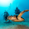 Fujairah Scuba Diving and Snorkeling with Turtles including BBQ Lunch |  at Wondergifts