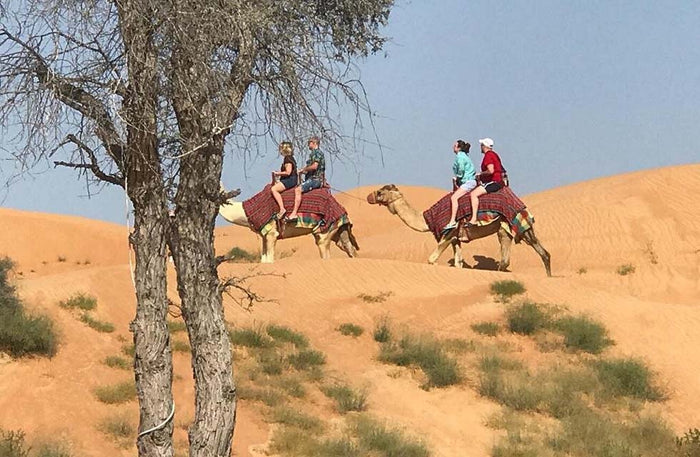 Luxurious One-Night Deluxe Dome Stay and Thrilling Zipline for Two |  at Wondergifts