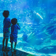 Dubai Aquarium & Underwater Zoo with Penguin Cove General Admission |  at Wondergifts