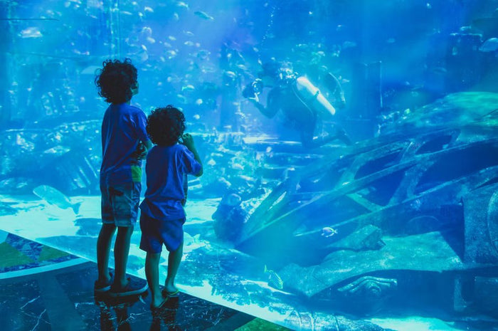 Dubai Aquarium & Underwater Zoo with Penguin Cove General Admission |  at Wondergifts
