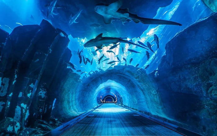 Dubai Aquarium & Underwater Zoo with Penguin Cove General Admission |  at Wondergifts