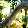 Dubai Garden Glow with Access to Glow Park and Dinosaur Park for One |  at Wondergifts