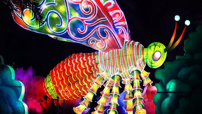 Dubai Garden Glow with Access to Glow Park and Dinosaur Park for One |  at Wondergifts