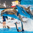 Entry Ticket to The Frame and Dubai Dolphinarium for One |  at Wondergifts