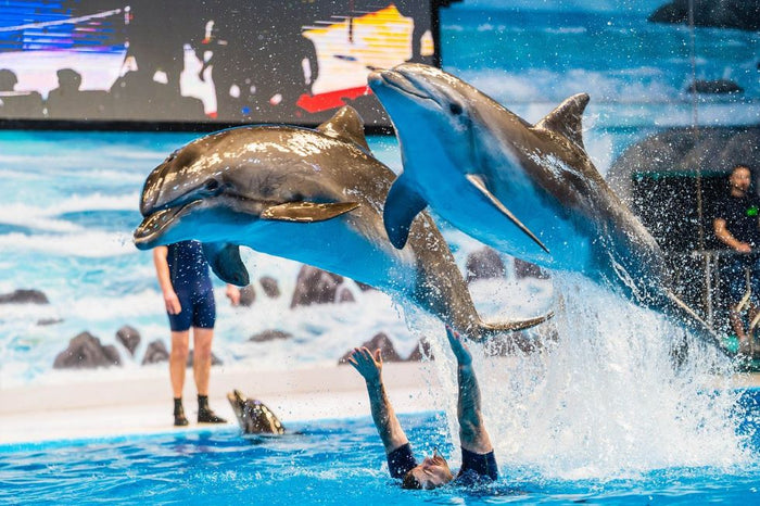 Entry Ticket to The Frame and Dubai Dolphinarium for One |  at Wondergifts