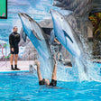 Entry Ticket to The Frame and Dubai Dolphinarium for One |  at Wondergifts