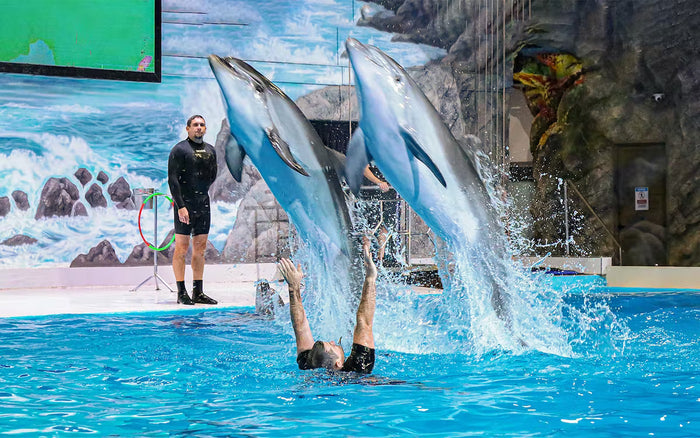 Entry Ticket to The Frame and Dubai Dolphinarium for One |  at Wondergifts
