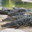 Dubai Crocodile Park Entry Ticket for One Child |  at Wondergifts