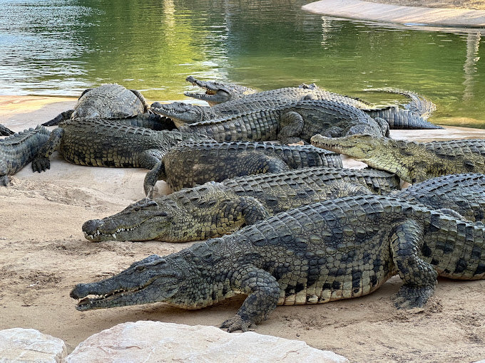 Dubai Crocodile Park Entry Ticket for One Child |  at Wondergifts