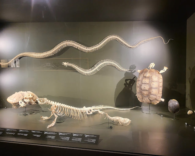 Dubai Crocodile Park Entry Ticket for One Child |  at Wondergifts