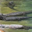 Dubai Crocodile Park Entry Ticket for One Child |  at Wondergifts