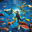 Explore the Ambassador Lagoon: Atlantis Explorer Certified Scuba Dive |  at Wondergifts