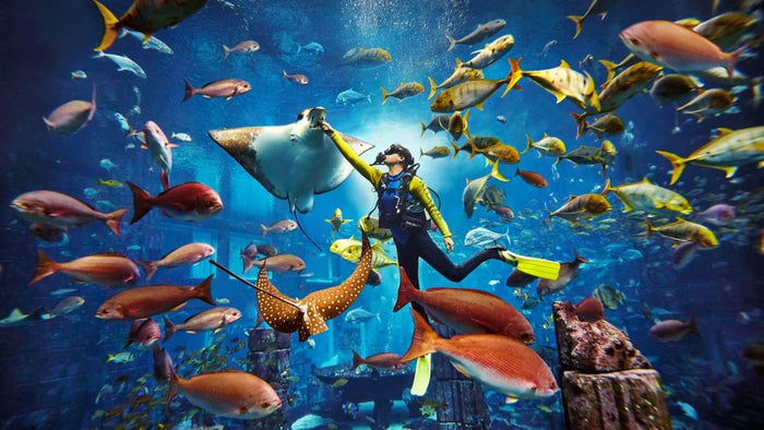 Atlantis Discover Scuba Dive: Plunge into the Ambassador Lagoon |  at Wondergifts