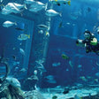 Atlantis Discover Scuba Dive: Plunge into the Ambassador Lagoon |  at Wondergifts