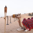 Heritage Village Desert Safari with Lake View Dinner Seating for Two