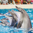 Standard Dolphin and Seal Show for One at Dubai Dolphinarium |  at Wondergifts