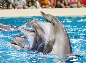 Standard Dolphin and Seal Show for One at Dubai Dolphinarium |  at Wondergifts