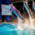 Standard Dolphin and Seal Show for One at Dubai Dolphinarium |  at Wondergifts