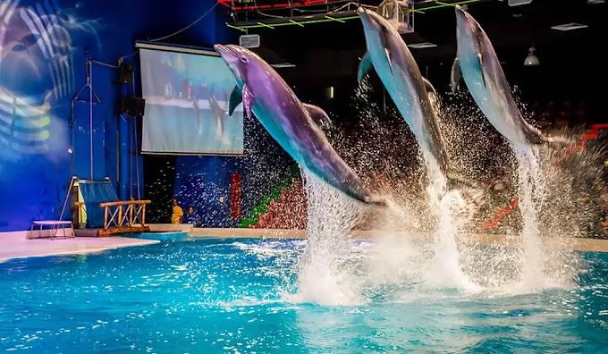 Standard Dolphin and Seal Show for One at Dubai Dolphinarium |  at Wondergifts