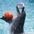 Standard Dolphin and Seal Show for One at Dubai Dolphinarium |  at Wondergifts