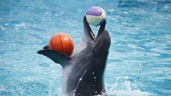 Standard Dolphin and Seal Show for One at Dubai Dolphinarium |  at Wondergifts