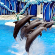 Standard Dolphin and Seal Show for One at Dubai Dolphinarium |  at Wondergifts