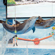 Standard Dolphin and Seal Show for One at Dubai Dolphinarium |  at Wondergifts