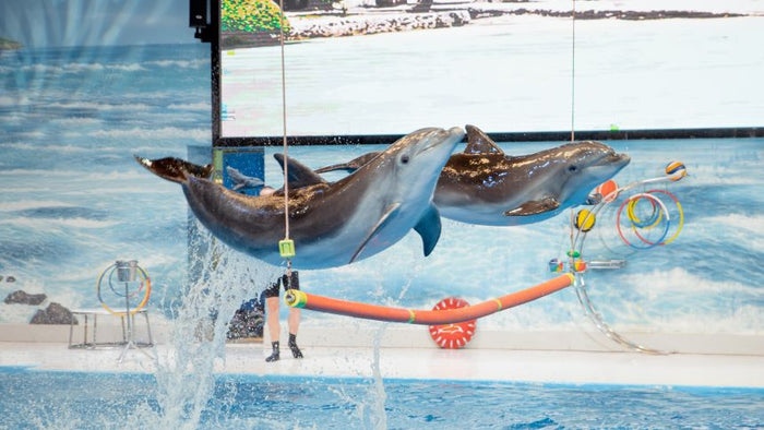 Standard Dolphin and Seal Show for One at Dubai Dolphinarium |  at Wondergifts